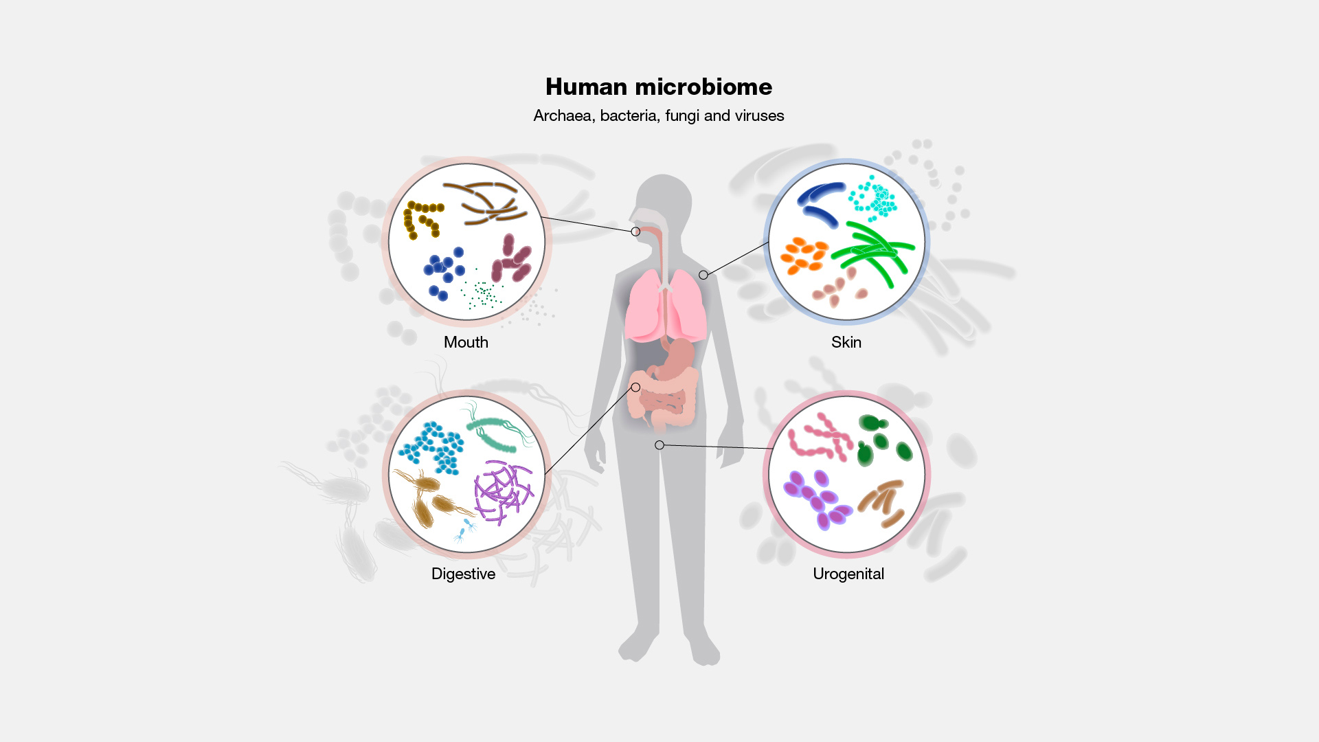 Introductory illustration explaining the human microbiome concept.