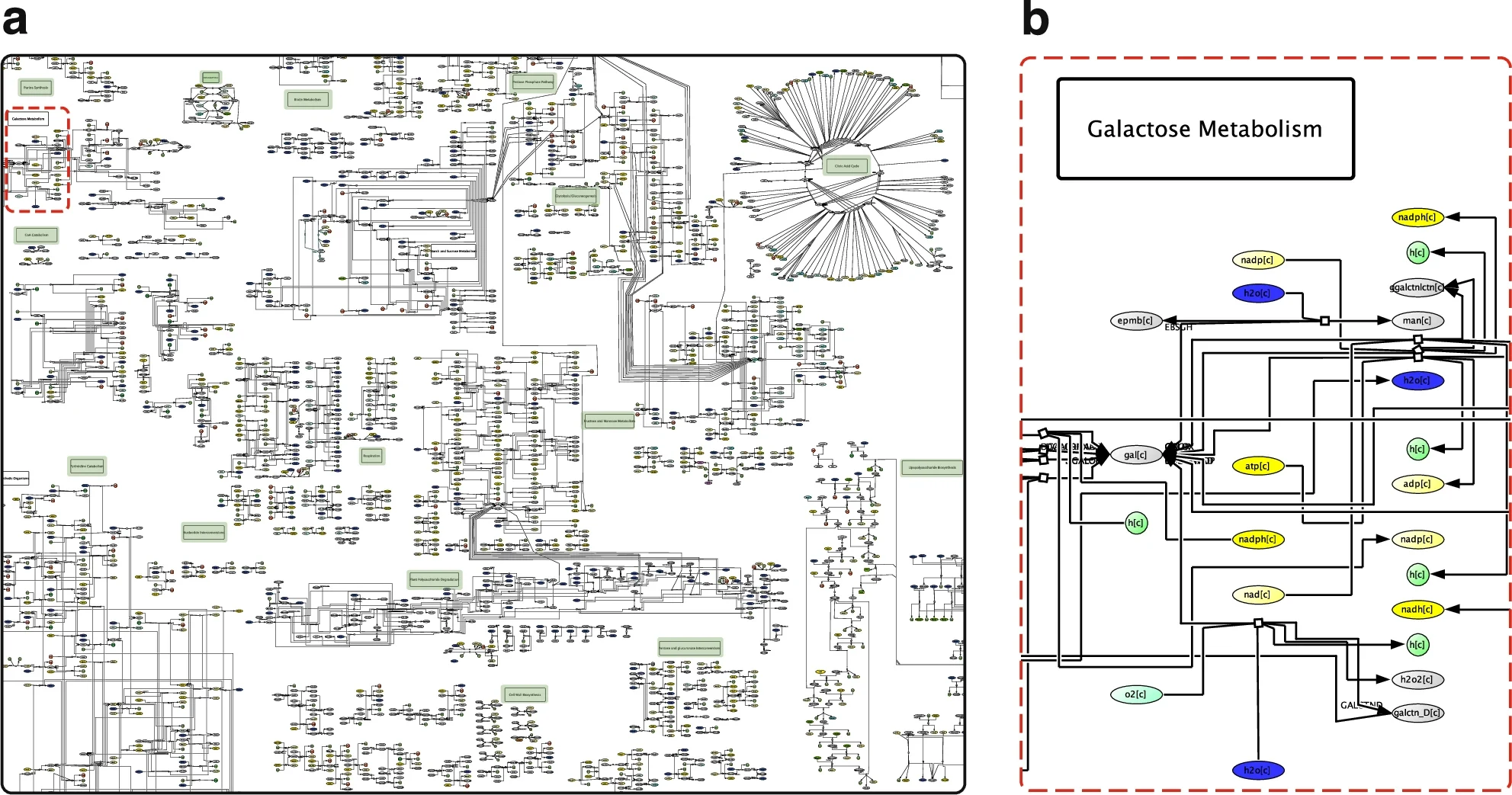 Overview of the MicroMap network visualization for human microbiome metabolism.