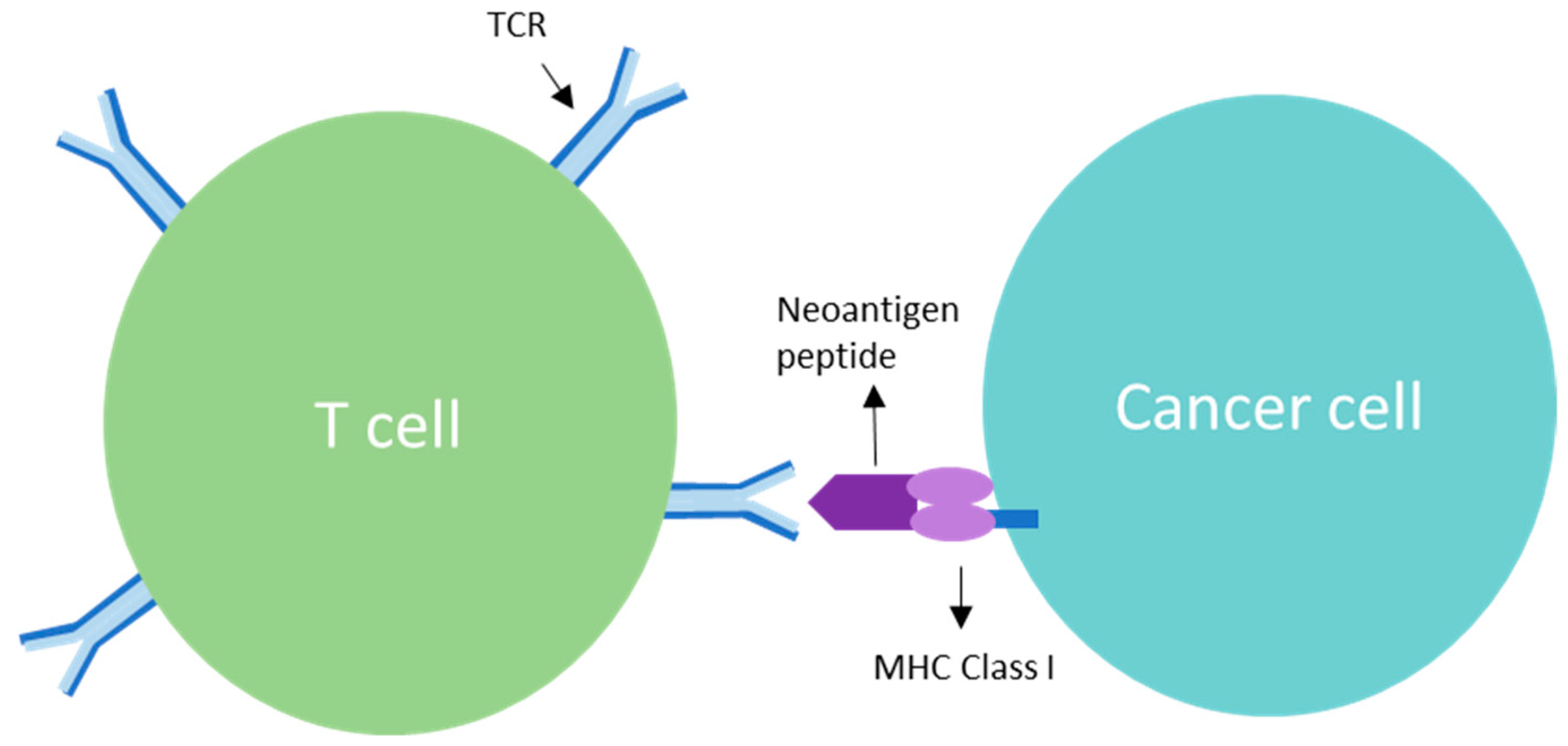A T cell receptor recognising a peptide presented by MHC on a tumour cell.