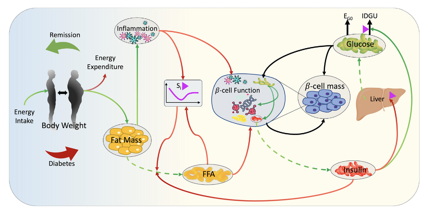 Figure 1. The model diagram. Green arrows represent positive relations, whereas red arrows indicate negative relations. The black arrows represent non-monotonic relations, where the polarity depends on the status of the variables. The magenta triangles indicate that the process depends on insulin sensitivity. Dashed arrows indicate production and secretion of metabolites or hormones, whereas solid arrows indicate a regulatory effect. Sᵢ, insulin sensitivity; EGP, endogenous glucose production; E_G0, insulin independent glucose uptake; IDGU, insulin-dependent glucose uptake; FFA, free fatty acids.