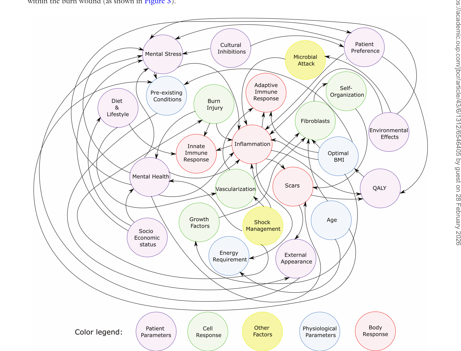 Figure 3. Model of factors and interactions for burn wound healing dynamics.