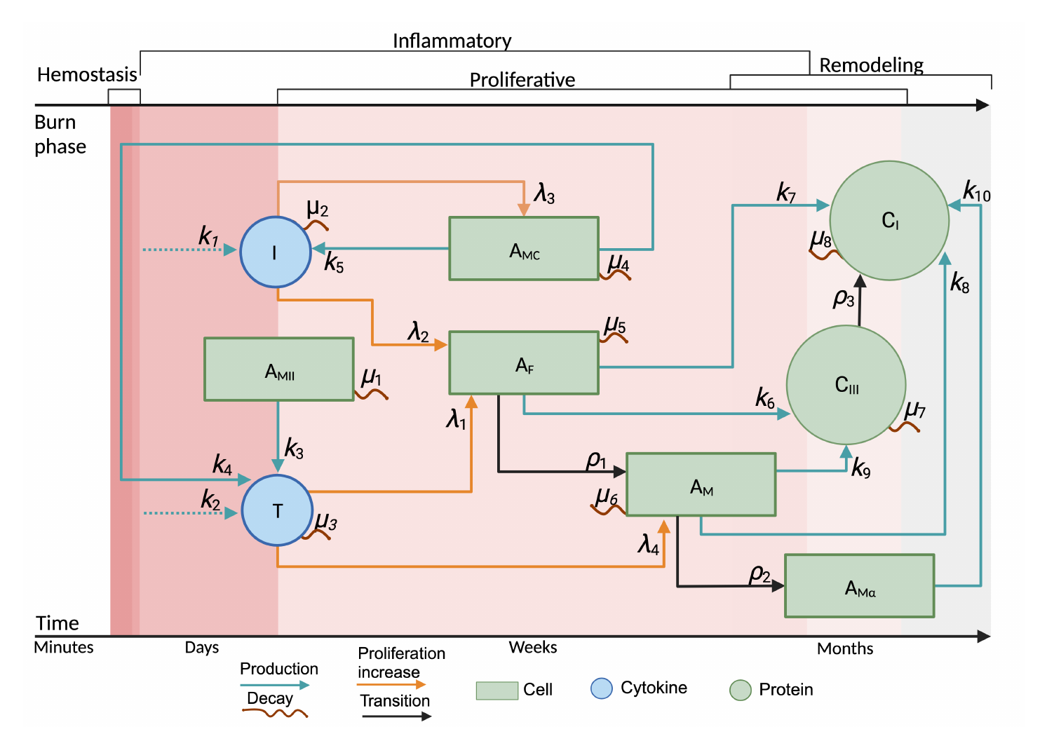 Fig. 1. Conceptual model of the proliferative phase in local wound healing model. The model revolves around the end of the inflammatory phase, the beginning of the proliferative phase, and the beginning of the remodeling phase. The interacting cell types are macrophages type I(AMII), fibroblasts(AF), Mast cells(AMC), Myofibroblasts(AM) and Myofibroblast expressing α-SMA (AMα). The key chemokines/cytokines are IL-8(I) and TGF-β1(T) and the modeled proteins are collagen types III(CIII) and I(CI) . k, λ, ρ and µ are the increases in production and proliferation, transition, and decay rates, respectively.