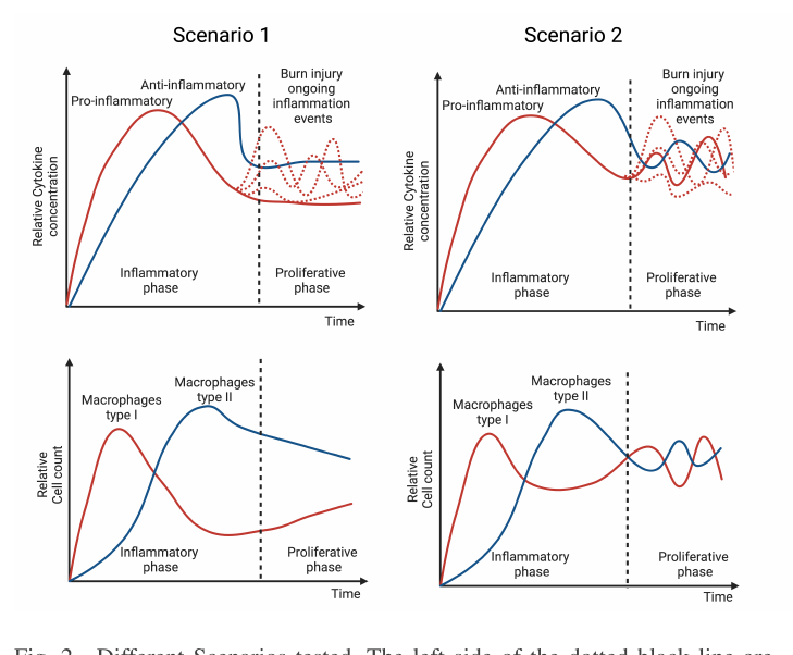 Fig. 2. Different Scenarios tested. The left side of the dotted black line are inflammatory dynamics assumed from the initial burn injury and the relative PI cytokine(red)/AI cytokine(blue) and cell count(bottom figure). The right side of the dotted black line represents the proliferative phase, which we model from the burn injury. Relative cytokine(top figure) and cell count(bottom figure). The dotted red lines in each upper plots are possible representations of a burn injury ongoing inflammation events, which change depending on disturbances to the system(the burn wound).