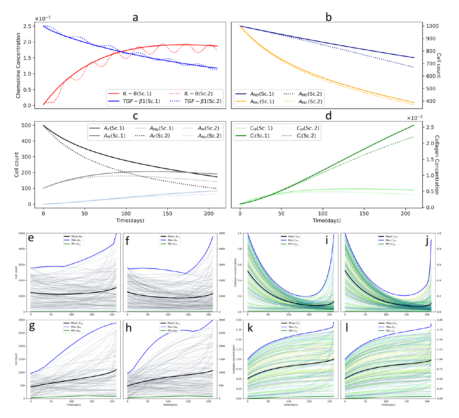 Fig. 3. (a-d) - Different resulting dynamics over time(in days) for the key interplayers in the proliferative phase for scenario(Sc) 1 and 2. (a) - Chemokine concentration of IL − 8(in red) and TGF-β1(in blue). (b) Cell counts of type II macrophages(AMII)(in dark blue) and Mast Cells(AMC)(in orange). (c) Cell counts of Fibroblasts(AF)(in black) and Myofibroblasts(AM)(in grey). (d) Myofibroblast(α-SMA) expressing type I(CI) and type III(CIII) collagen concentration for types III(CIII) (in green) and type I(in light green). (e-l) Simulation of the initial value problem of 30 weeks for 300 different initial value conditions characteristics of the burn wound. (e-f) Cell count over time for AF in 2 different scenarios(e for Sc.1 and f for Sc.2). (g-h) Cell count over time for AM in 2 different scenarios(g for Sc.1. and h for Sc.2.) (i-j) Collagen concentration over time for CIII in 2 different scenarios(i and j) and for CI in 2 different scenarios(k and l). The maximum value dynamics achieved within the range is shown in blue, the minimum value dynamics within the range is shown in green, and the mean is shown in black.
