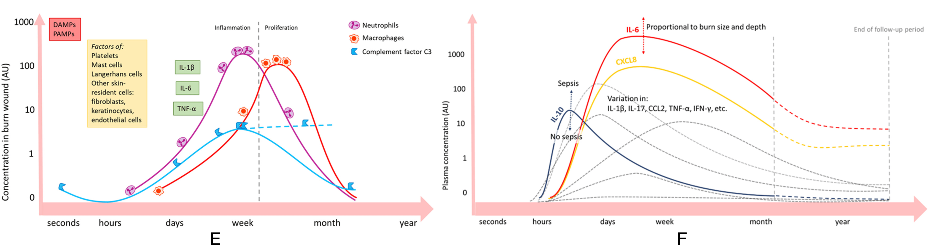 Immune dynamics after burn injury